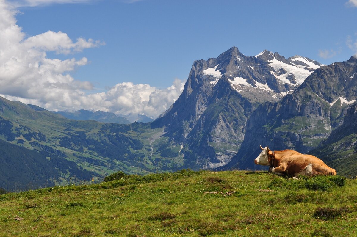 Знаменитые коровы.