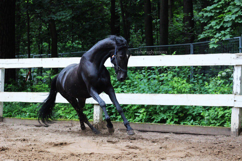 Вита, моя лошадь-учитель. (с) Фотоальбом группы "КСК "Ахиллес""