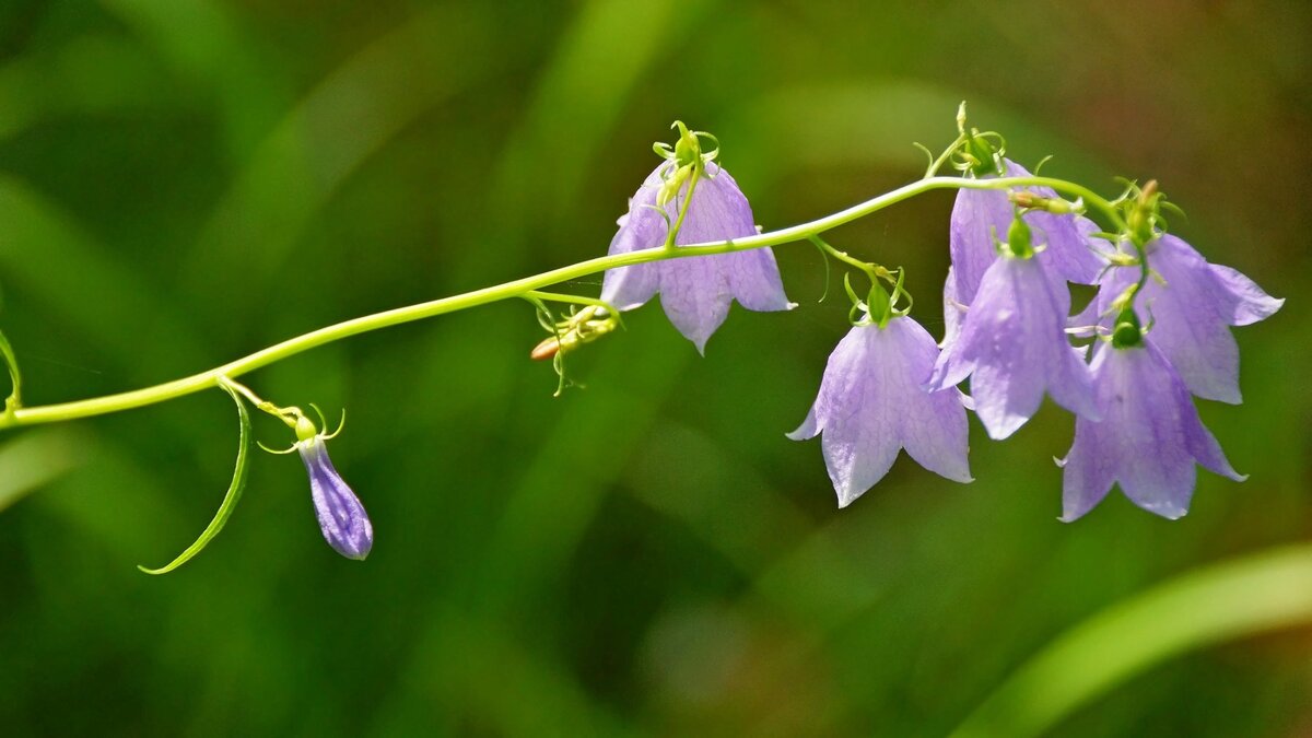 Бубенчик лилиелистный. Фото Элинор Пэйт