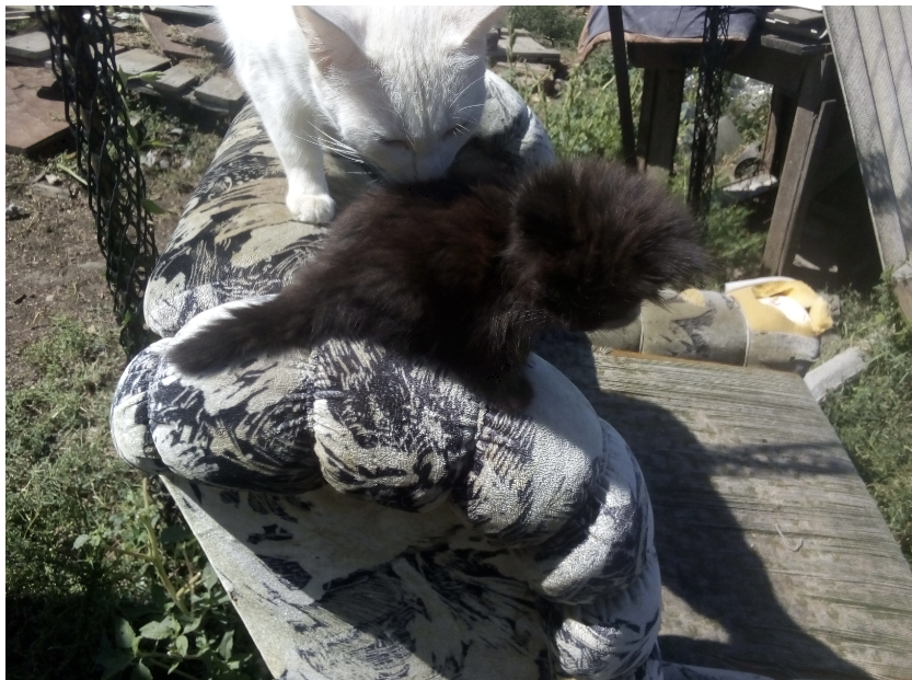 Но сейчас хочется сказать не об этом. У меня образовались несколько больных котят... ПОСЛЕДНЕГО КОТЁНКА, ЧЁРНЕНЬКОГО  И САМОГО СЛАБЕНЬКОГО, Я ПОДОБРАЛА НА ПУТИ В АПТЕКУ, после перечисления денег  на карту СБ. Поехали за лекарствами...