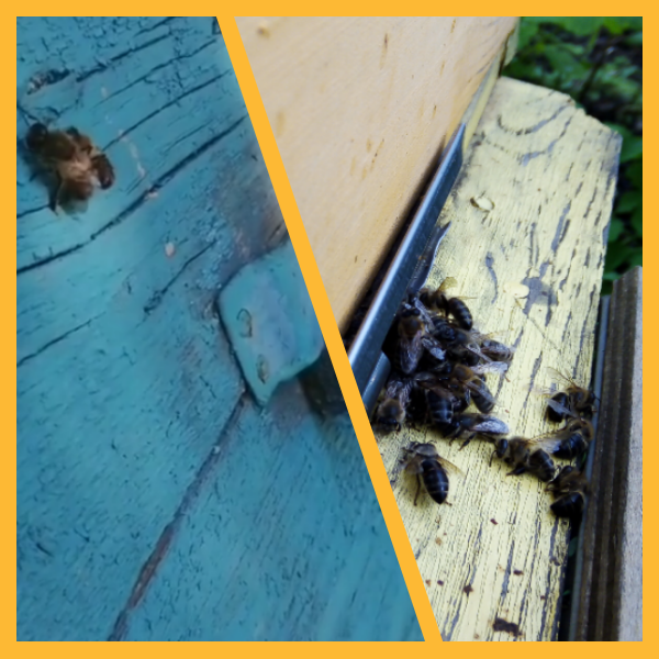 Осень-не лучшее время для трутней