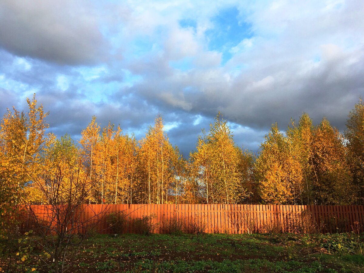 Вид из окна нашего дома. Сразу за забором - молодой лесок.