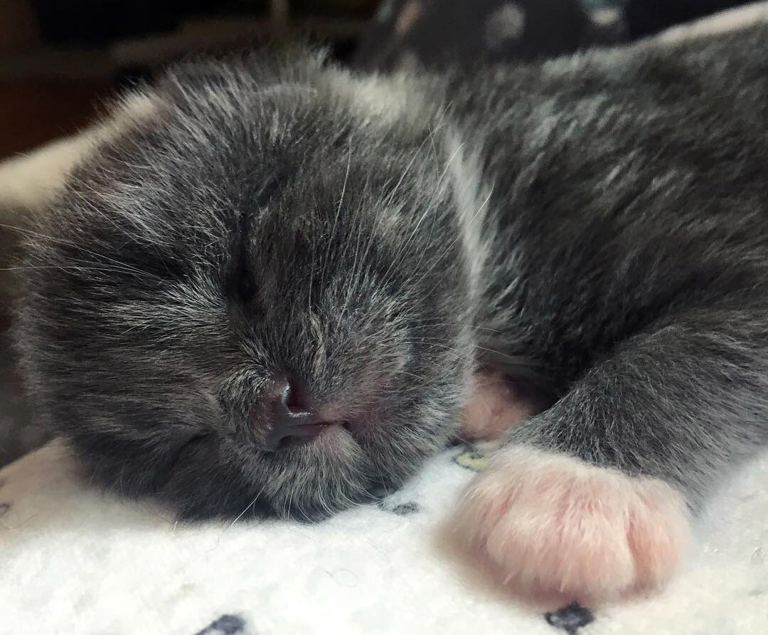 Новорожденный котенок 