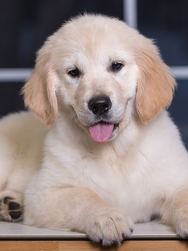 https://s1.1zoom.ru/b5440/807/Dogs_Golden_Retriever_Puppy_Paws_White_513132_600x800.jpg