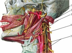 
Первопричины заболевания: