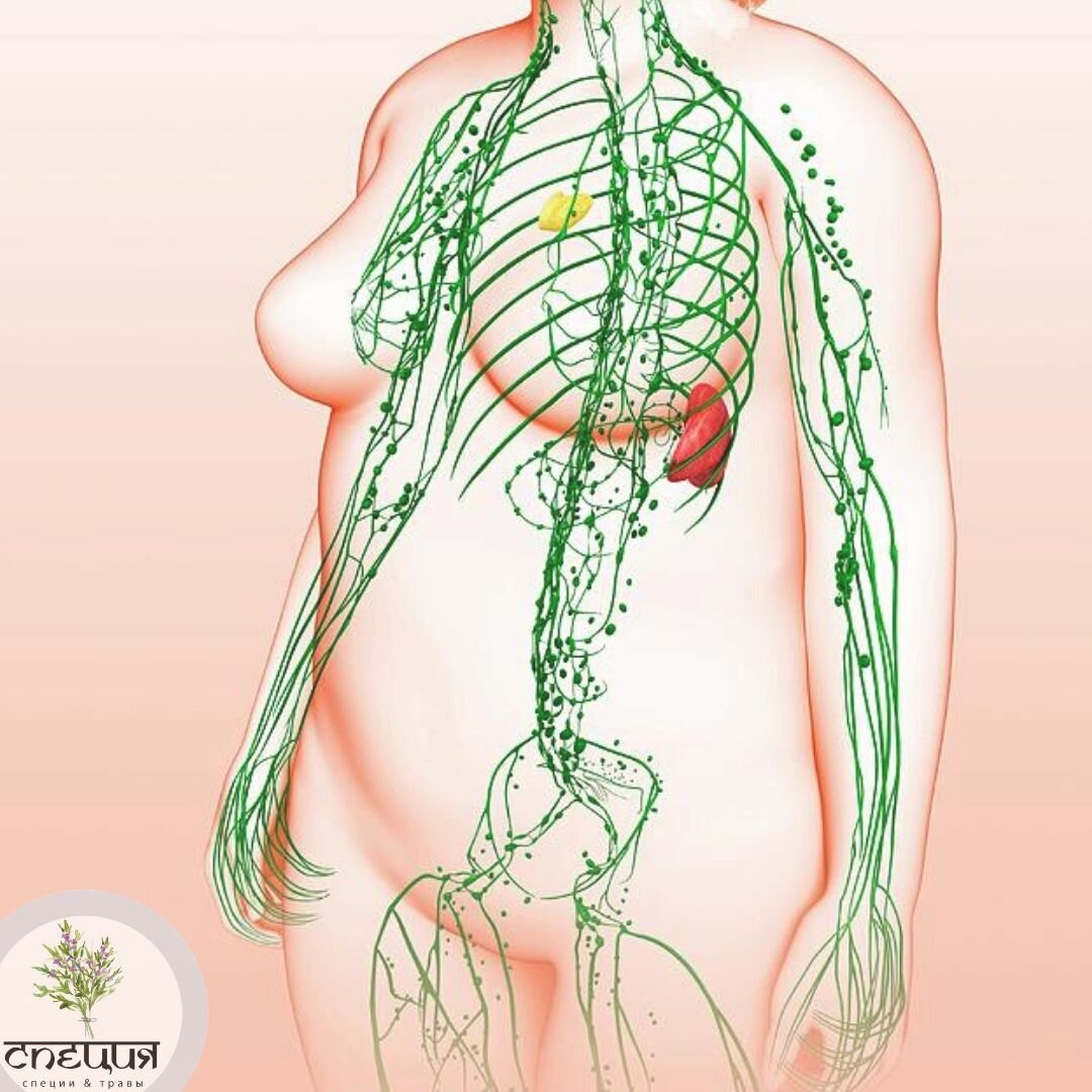 На голодании запускаются процессы самоочистки и исцеления организма