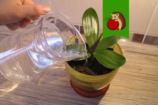 Пошаговый рецепт приготовления чесночной воды для Орхидей