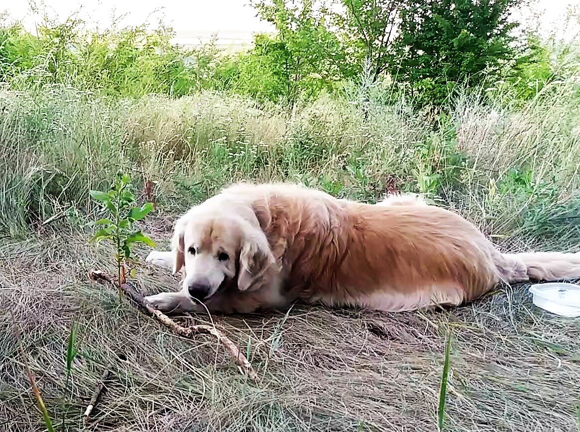 Барон, фото автора
