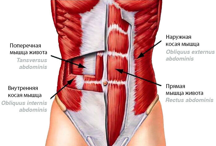 Мышцы-стабилизаторы поясничного отдела позвоночника