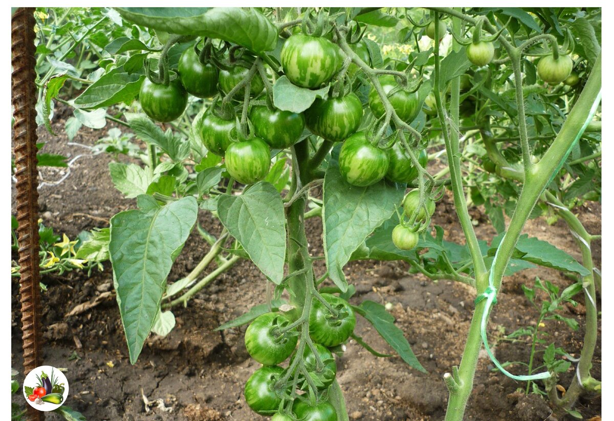 Томаты Амурский тигр