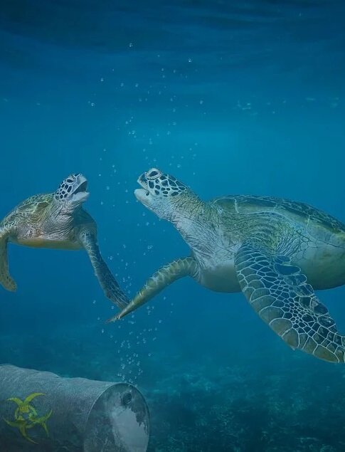https://cdn.pixabay.com/photo/2019/08/07/14/45/turtle-4390929_960_720.jpg