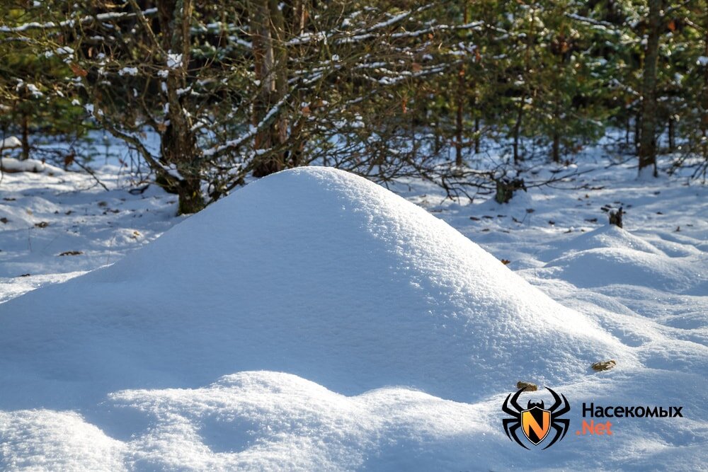 Муравейник под сугробом