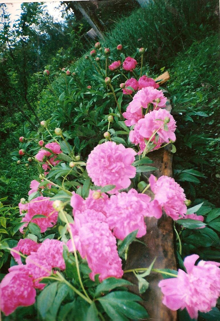 мамины цветы