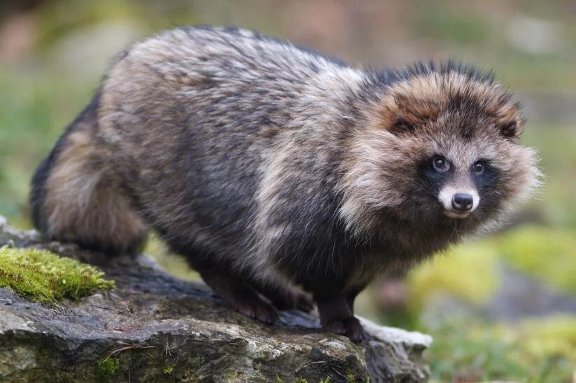 Фото – yandex.net