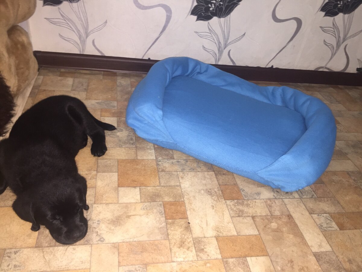 Лежанка для вашего питомца