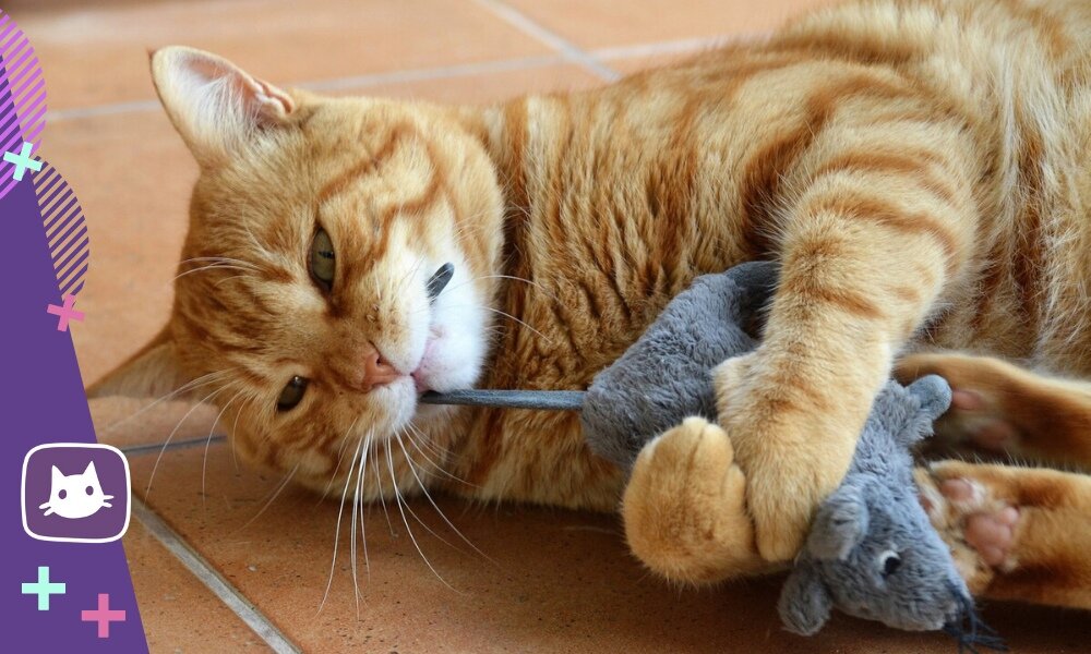 как научить кошку приносить игрушку