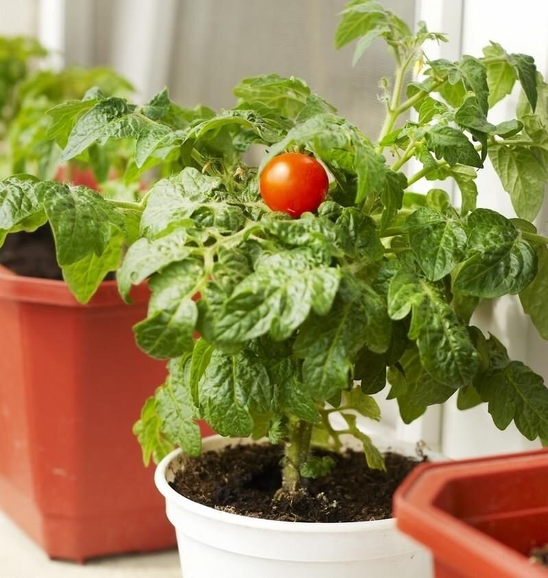 Выращиваем домашние овощи зимой: 4 правила