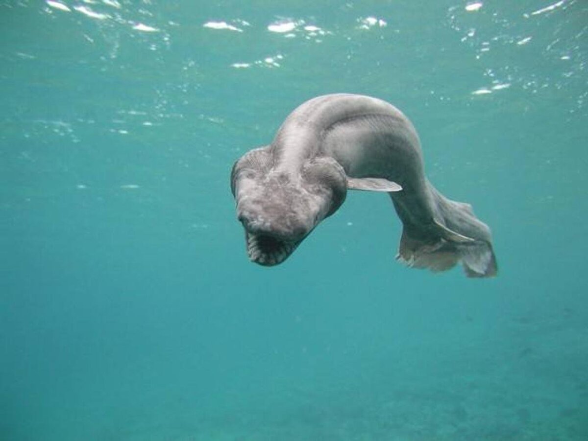 чудовища которые существуют. дочь посейдона харибда. прогулки с монстрами 1 эпизод. удильщик мешкорот. морское чудовище нинген.