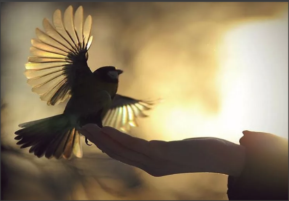 Изображение взято из обычных источников в интернете.