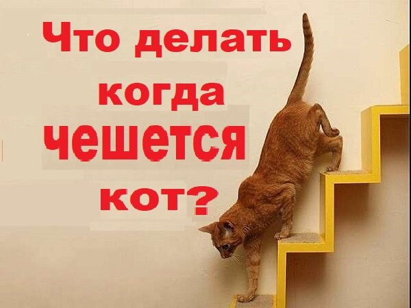 кот чешется, что делать?