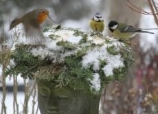 Птицы, такие как синицы или малиновки, остаются с нами даже в холодную погоду. (Источник: Йоахим Лоддерс / pixelio.de)