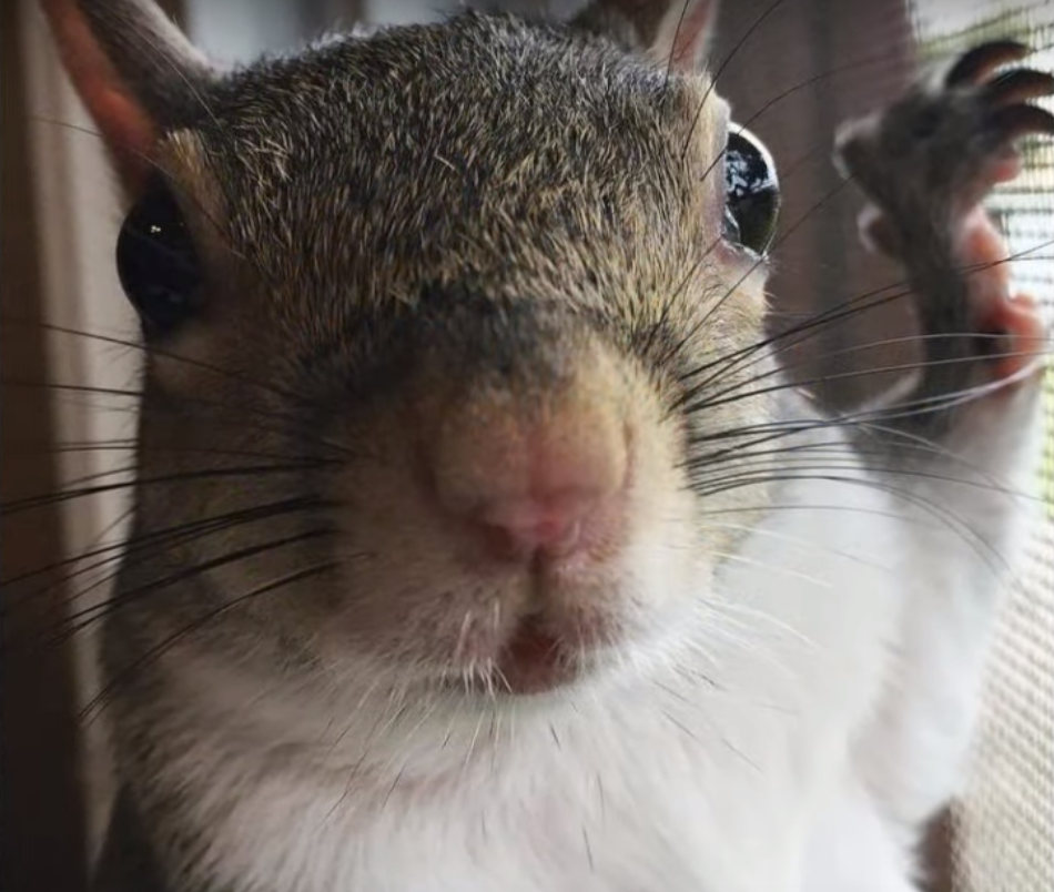 Этот малыш познал беду с первых дней своей жизни. Он упал с дерева и ударился головой. Добрые люди нашли его в своём цветники и забрали к себе домой. Так начался путь выживание крохотного и ещё слепого бельчонка