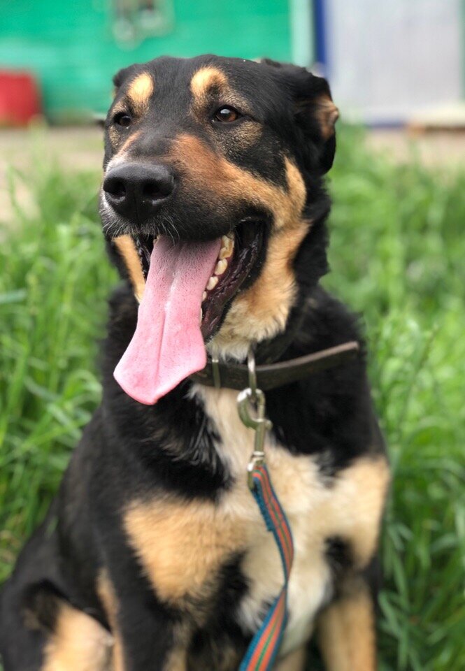 Илай, приют солнцево