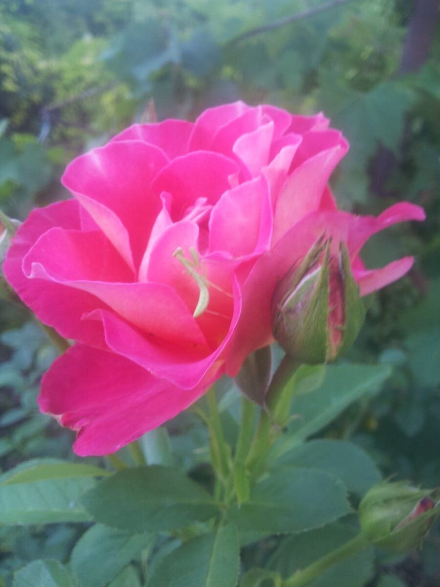 маленький богомол усердно ухаживает за цветком