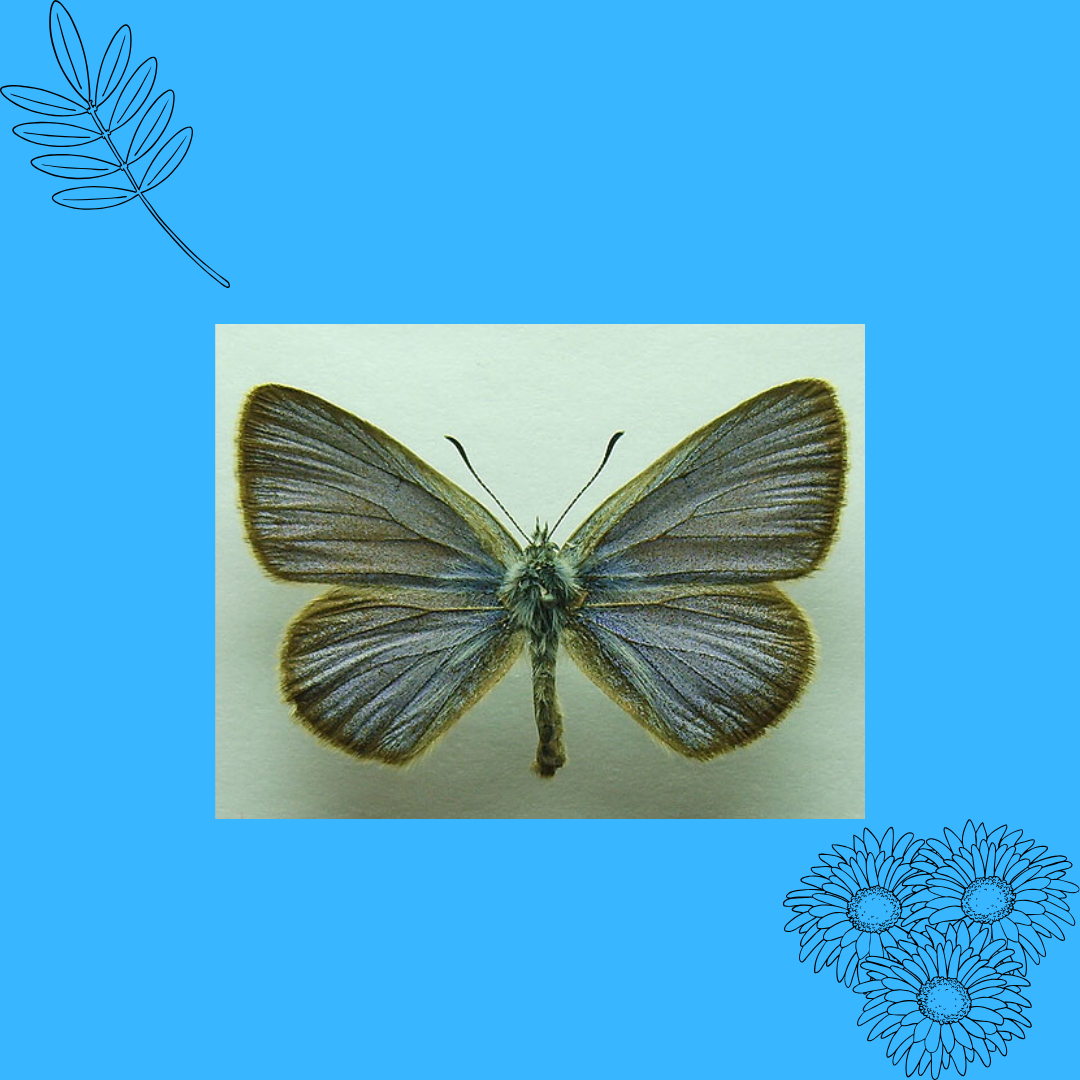 Бабочка Phengaris alcon 