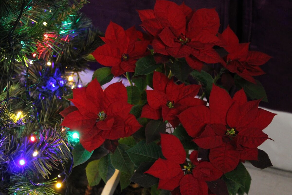 Вот такую Рождественскую звезду я вырастила из прошлогодней покупной. Сама. Вы мной можете гордиться. Потому что я вырастила их аж три штуки, красота необыкновенная