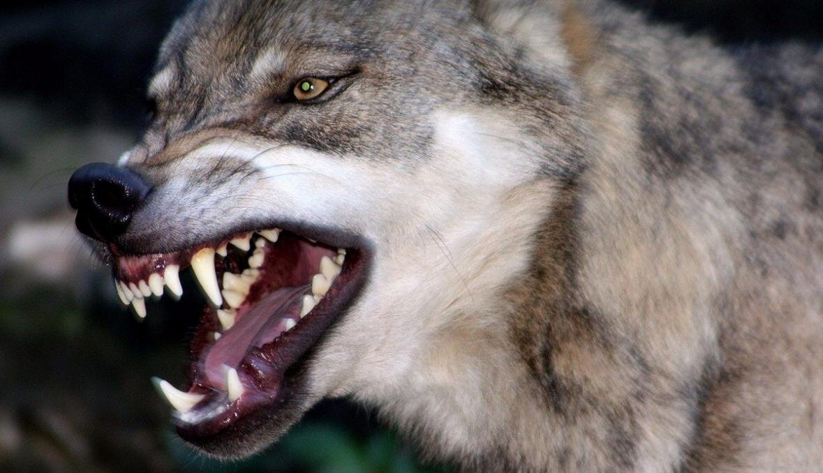 Фото: Runaruna.ru