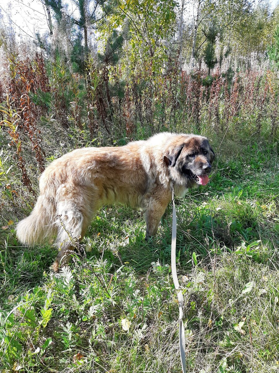 Осенняя прогулка