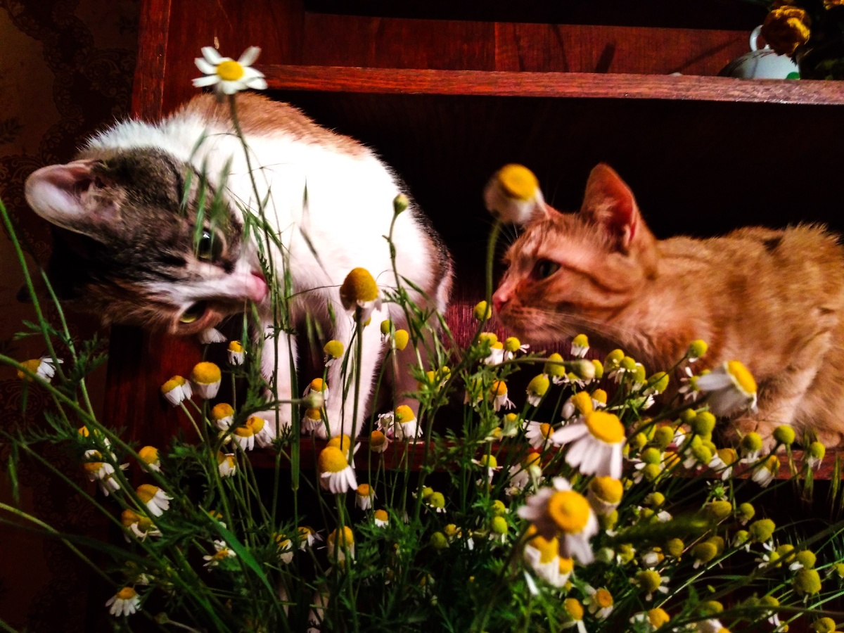 Подарил своей цветы=)