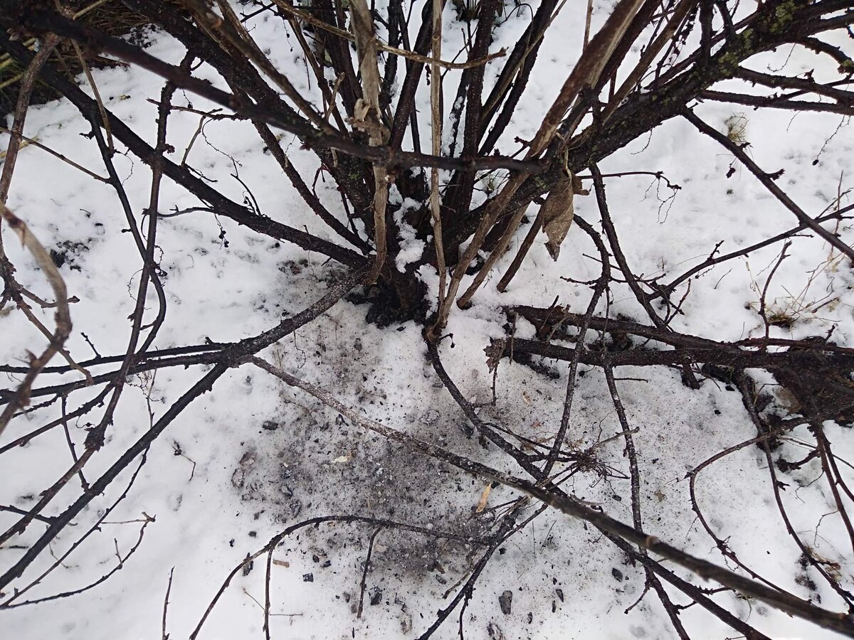 Пепел золы вокруг куста смородины