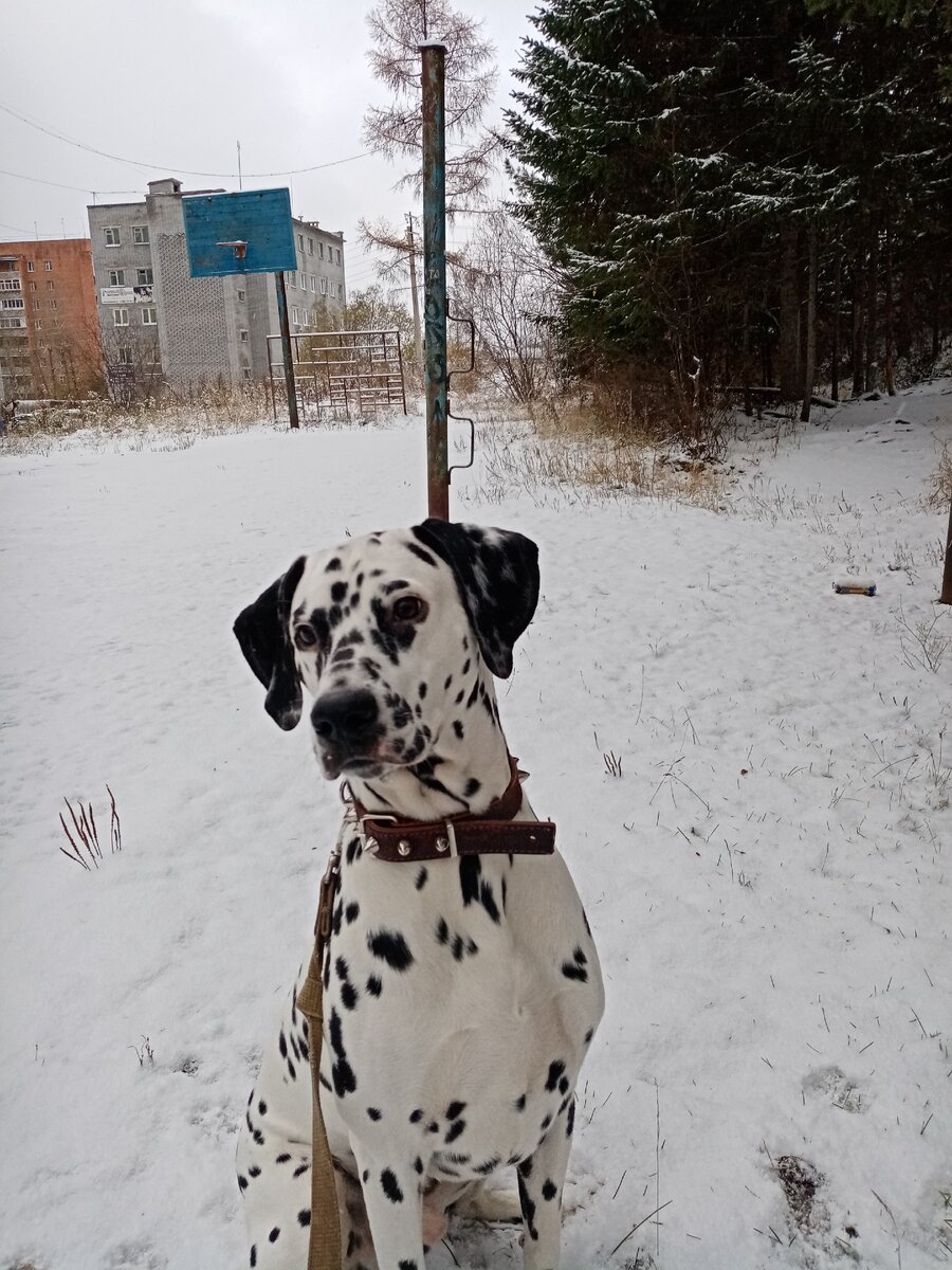 Мой красавчик