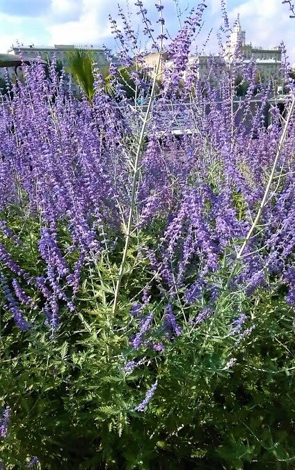 Эта перовския растет на берегу Москвы-реки.