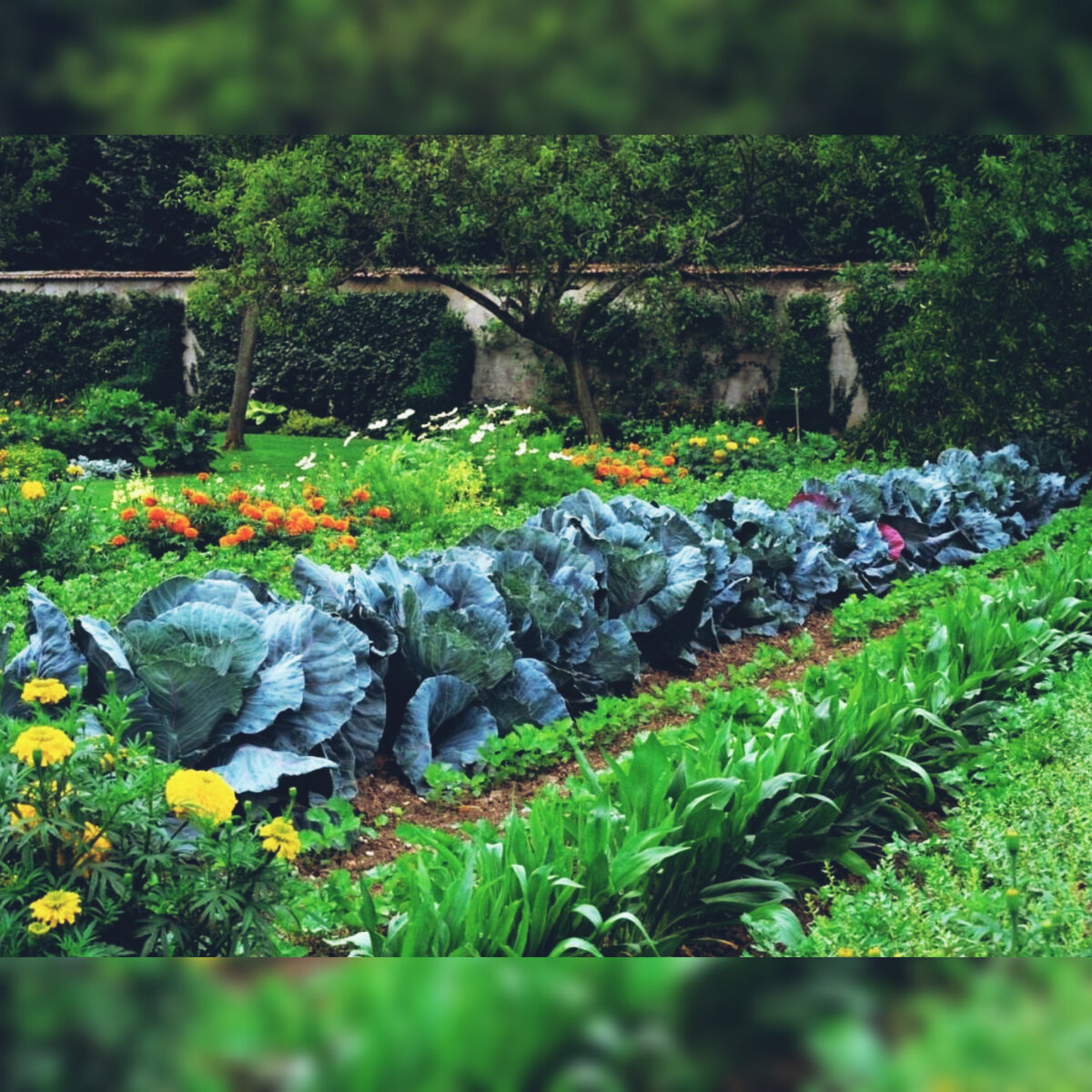 Сразу скажу это фото не моего огорода .