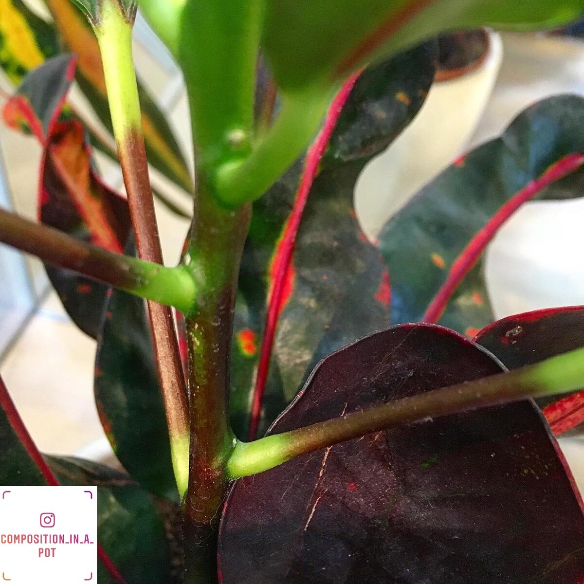 Фото сделано в магазине "Цветочки в горшочке"