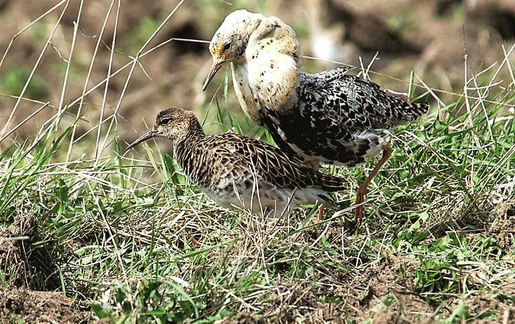 Этот франт уже добился любви самки. Фото Николая Вехова