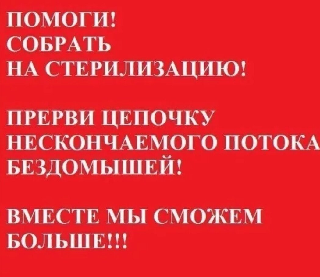 Помощь собираете. Собираем на стерилизацию. Помогите собрать на стерилизацию. Сбор средств на стерилизацию. Помогите стерилизация собаки.