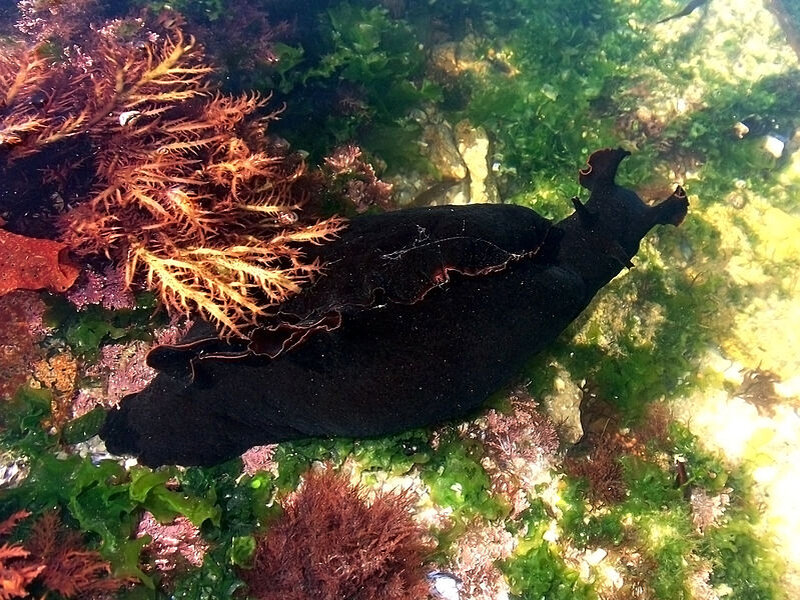 Черный морской заяц. Морской заяц моллюск аплизия. Чёрный морской заяц (Aplysia Vaccaria). Морской заяц Aplysia. Черный морской заяц СЛИЗНЯК.