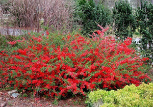 Официальное название — Хеномелес японский, или Айва японская (на латыни Chaenoméles japónica). Хеномелес, как название, происходит от греческих слов «яблоко раскалывающееся», примерно так можно перевести. Это, скорее всего, вызвано некоторым сходством айвы японской, которая, безусловно, является яблоком, с орехом. То есть внешне они похожи на яблоко, но если попробовать их разрезать…