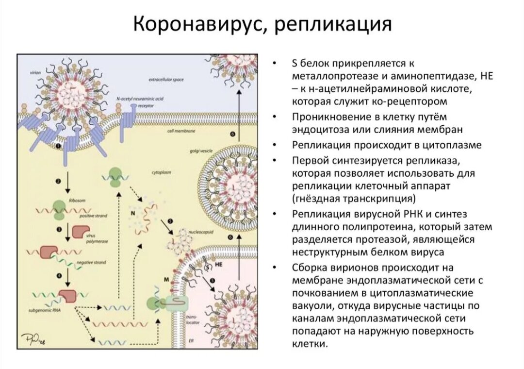 Действие коронавируса