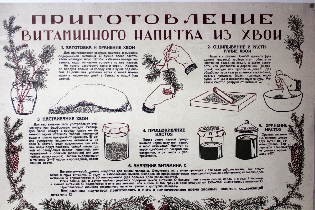 Напиток из хвои в блокадном. Приготовление витаминного напитка из хвои в блокадном ленинграде. Витамин с из хвои в блокадном ленинграде. Хвойный отвар в блокадном ленинграде. Напиток из хвои в блокадном.