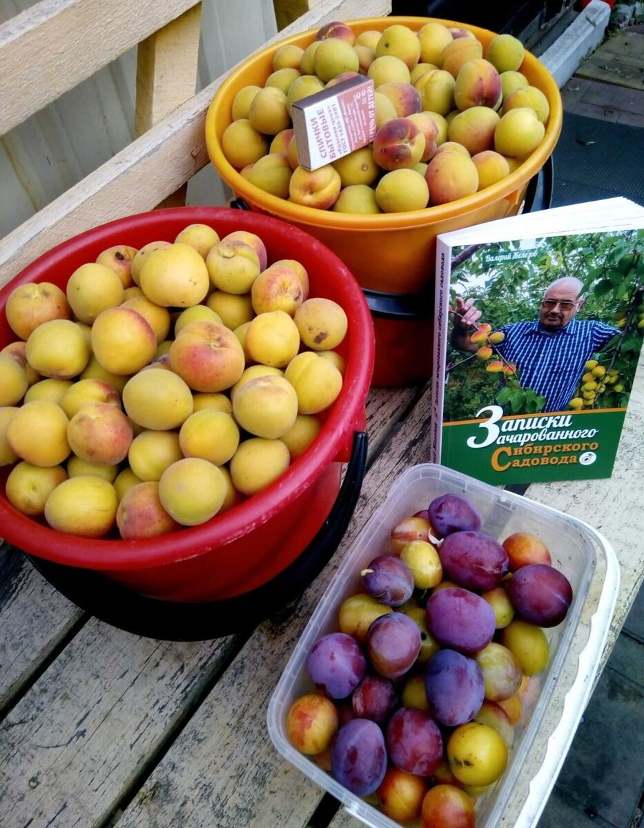 Абрикосы Евгения Морозова, Челябинск