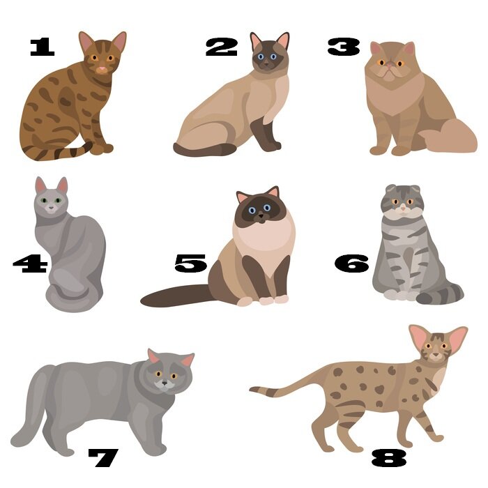 Выберите одного кота