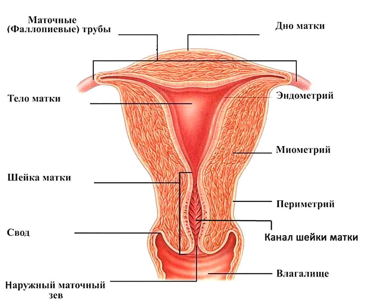 Матка анатомия строение рисунок