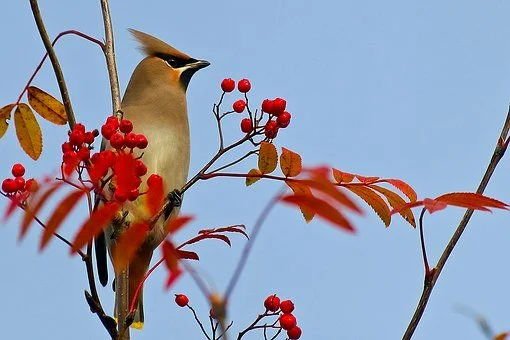 Waxwing  Птица Роуэн                                                                                                                                                                                                                                                                                                                