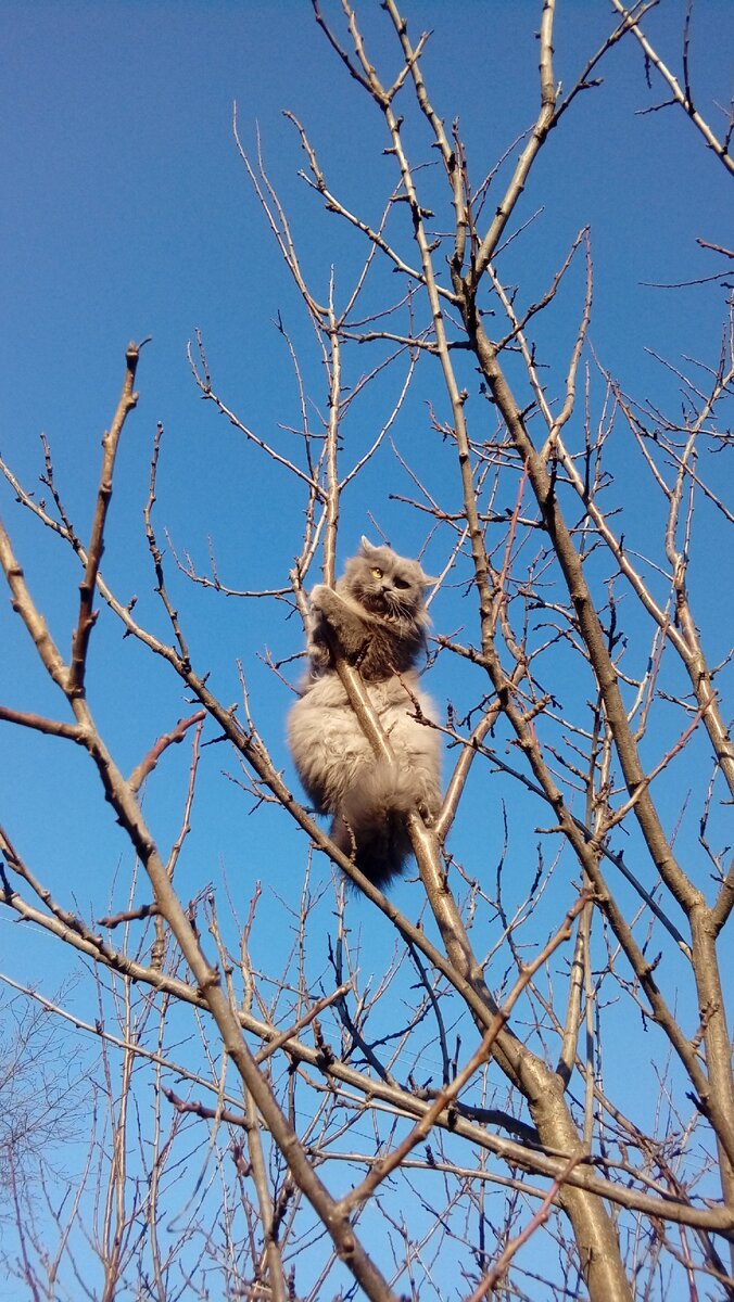 У нашей кошки весна