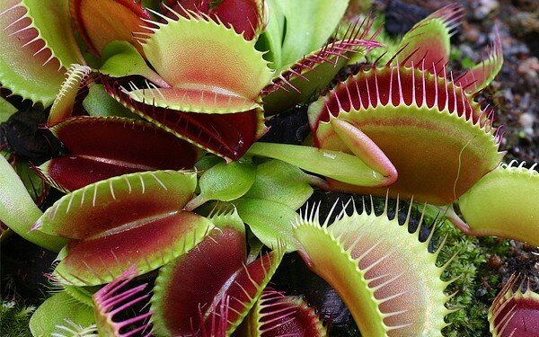 Венерина мухоловка